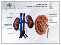 Стенд "Строение почки человека" - fgospostavki.ru - Тамбов