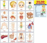 Раздаточные карточки "Тело человека" - fgospostavki.ru - Тамбов