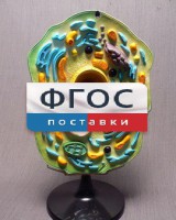 Модель "Клетка растения" - fgospostavki.ru - Тамбов