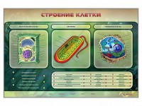 Электрифицированный стенд "Строение клетки" с маркерными полями - fgospostavki.ru - Тамбов