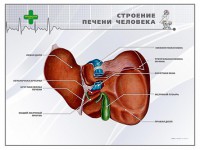 Стенд "Строение печени человека" - fgospostavki.ru - Тамбов