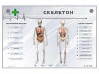 Электрифицированный стенд-тренажер "Скелетон" - fgospostavki.ru - Тамбов