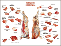 Таблица "Правила разделки мясных туш. Говядина и телятина" (100х140 сантиметров, винил) - fgospostavki.ru - Тамбов