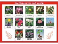 Таблица демонстрационная "Растения Красной книги" (винил 100*140) - fgospostavki.ru - Тамбов