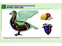 Рельефная таблица "Внутреннее строение голубя" (формат А1, матовое ламинирование) - fgospostavki.ru - Тамбов