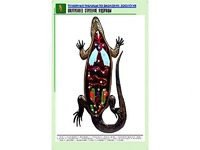 Рельефная таблица "Внутреннее строение ящерицы" (формат А1, матовое ламинирование) - fgospostavki.ru - Тамбов