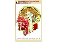 Рельефная таблица "Сагиттальный разрез головы" (формат А1, матовое ламинирование) - fgospostavki.ru - Тамбов
