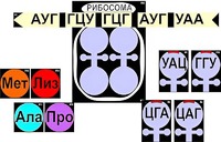 Модель-аппликация "Биосинтез белка" (ламинированная) - fgospostavki.ru - Тамбов