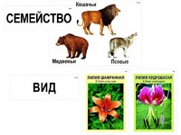 Модель-аппликация "Классификация растений и животных" (ламинированная) - fgospostavki.ru - Тамбов