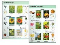 Коллекция "Семена и плоды" - fgospostavki.ru - Тамбов