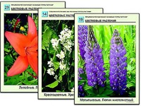 Гербарий фотографический "Основные группы растений" - fgospostavki.ru - Тамбов