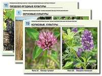 Гербарий фотографический "Сельскохозяйственные растения России" - fgospostavki.ru - Тамбов