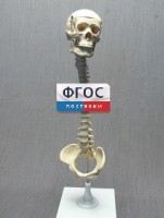 Модель "Позвоночник с черепом и тазом" - fgospostavki.ru - Тамбов
