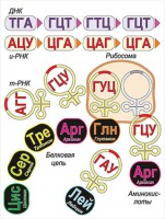 Модель-аппликация Биосинтез белка - fgospostavki.ru - Тамбов