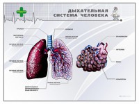 Стенд "Дыхательная система человека" - fgospostavki.ru - Тамбов