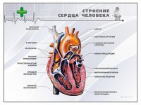 Стенд "Строение сердца человека" - fgospostavki.ru - Тамбов