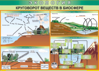 Таблица "Круговорот веществ в биосфере" (100х140 сантиметров, винил) - fgospostavki.ru - Тамбов