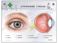 Интерактивный стенд "Строение глаза" - fgospostavki.ru - Тамбов