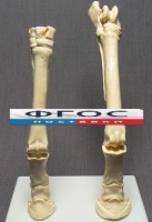 Скелет конечности лошади (передняя и задняя) на подставке - fgospostavki.ru - Тамбов