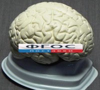 Модель "Мозг в разрезе" (белый) - fgospostavki.ru - Тамбов