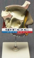 Модель "Разрез носоглотки" - fgospostavki.ru - Тамбов