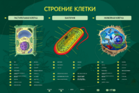 Электрифицированный стенд "Строение клетки" с маркерными полями - fgospostavki.ru - Тамбов