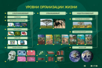 Электрифицированный стенд "Уровни организации жизни" - fgospostavki.ru - Тамбов