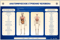 Электрифицированный стенд-тренажер c макетом скелета "Анатомическое строение человека" - fgospostavki.ru - Тамбов