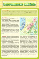 Стенд "Биосинтез белка" - fgospostavki.ru - Тамбов