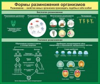 Стенд "Формы размножения организмов" - fgospostavki.ru - Тамбов