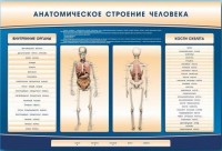 Электрифицированный стенд-тренажер c макетом скелета "Анатомическое строение человека" - fgospostavki.ru - Тамбов