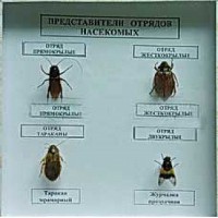 Коллекция энтомологическая "Представители отряда насекомых" - fgospostavki.ru - Тамбов