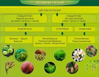 Стенд "Систематика растений" - fgospostavki.ru - Тамбов