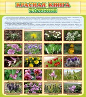 Стенд "Красная книга - растения" - fgospostavki.ru - Тамбов