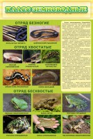 Стенд "Класс земноводные" - fgospostavki.ru - Тамбов