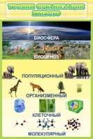 Стенд "Уровни организации живого" - fgospostavki.ru - Тамбов