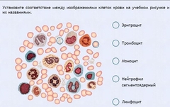 Интерактивные курсы. Биология 11 класс. Расширенный. - fgospostavki.ru - Тамбов
