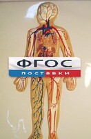 Модель барельефная "Кровеносная система человека" - fgospostavki.ru - Тамбов