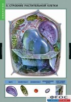Комплект таблиц. Биология. Вещества растений. Клеточное строение. - fgospostavki.ru - Тамбов