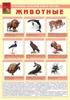 Комплект плакатов "Красная Книга России (животные, растения)" - fgospostavki.ru - Тамбов