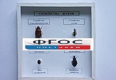 Коллекция "Семейство жуков" - fgospostavki.ru - Тамбов