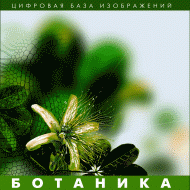 Ботаника. (Цифровая база изображений) - fgospostavki.ru - Тамбов
