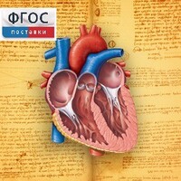 Анатомия (Цифровой атлас школьника) - fgospostavki.ru - Тамбов