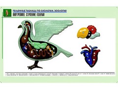 Рельефная таблица "Внутреннее строение голубя" (формат А1, матовое ламинирование) - fgospostavki.ru - Тамбов