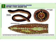 Рельефная таблица "Внутреннее строение дождевого червя" (формат А1, матовое ламинирование) - fgospostavki.ru - Тамбов