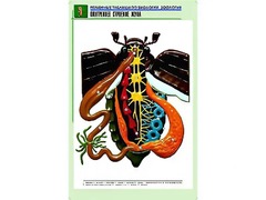 Рельефная таблица "Внутреннее строение жука" (формат А1, матовое ламинирование) - fgospostavki.ru - Тамбов