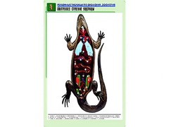 Рельефная таблица "Внутреннее строение ящерицы" (формат А1, матовое ламинирование) - fgospostavki.ru - Тамбов