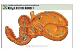 Рельефная таблица "Желудок жвачного животного" (формат А1, матовое ламинирование) - fgospostavki.ru - Тамбов
