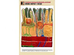 Рельефная таблица "Ворсинка кишечная с сосудом" (формат А1, матовое ламинирование) - fgospostavki.ru - Тамбов