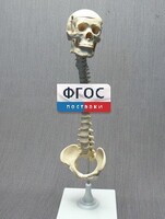 Модель "Позвоночник с черепом и тазом" - fgospostavki.ru - Тамбов